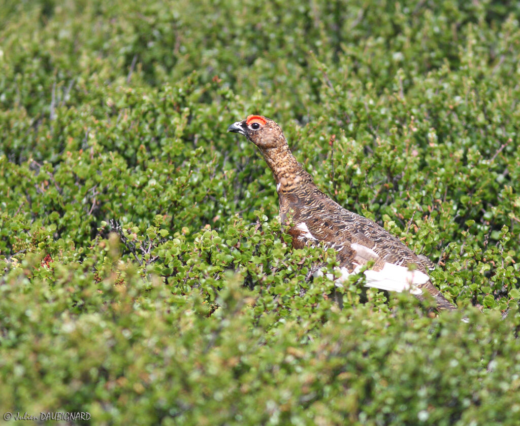 Lagopède des saules mâle, identification