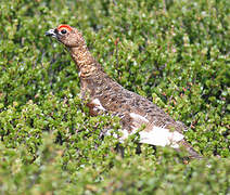 Willow Ptarmigan