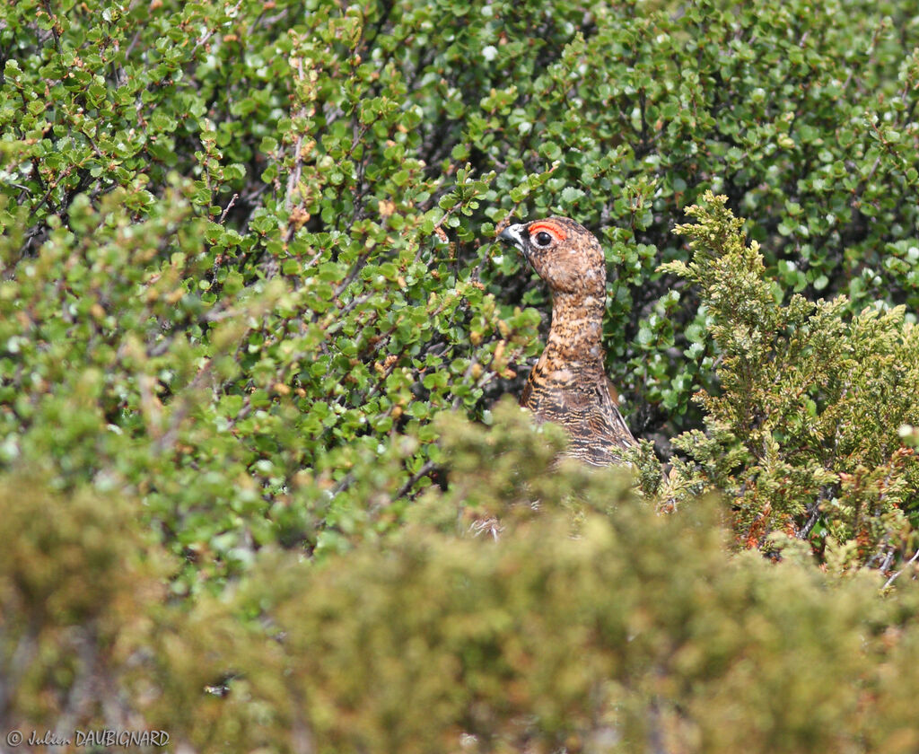 Lagopède des saules mâle, identification