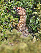 Willow Ptarmigan