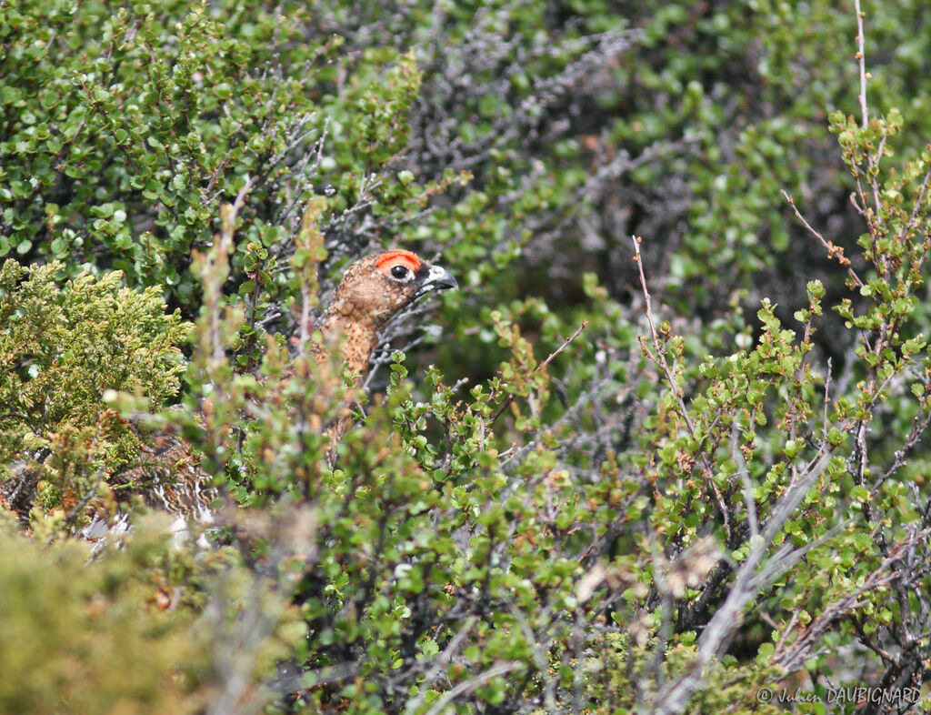 Lagopède des saules mâle, identification