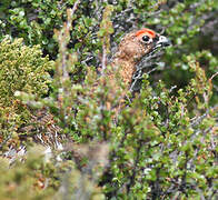 Willow Ptarmigan