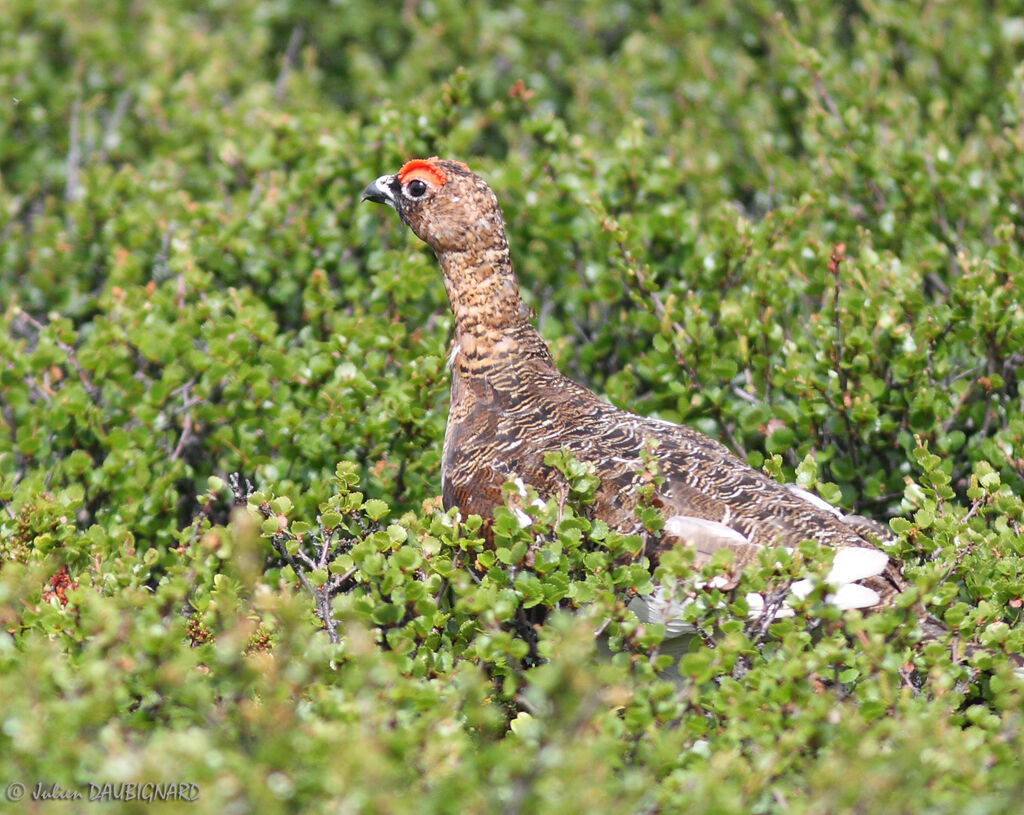 Lagopède des saules mâle, identification