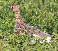 Willow Ptarmigan