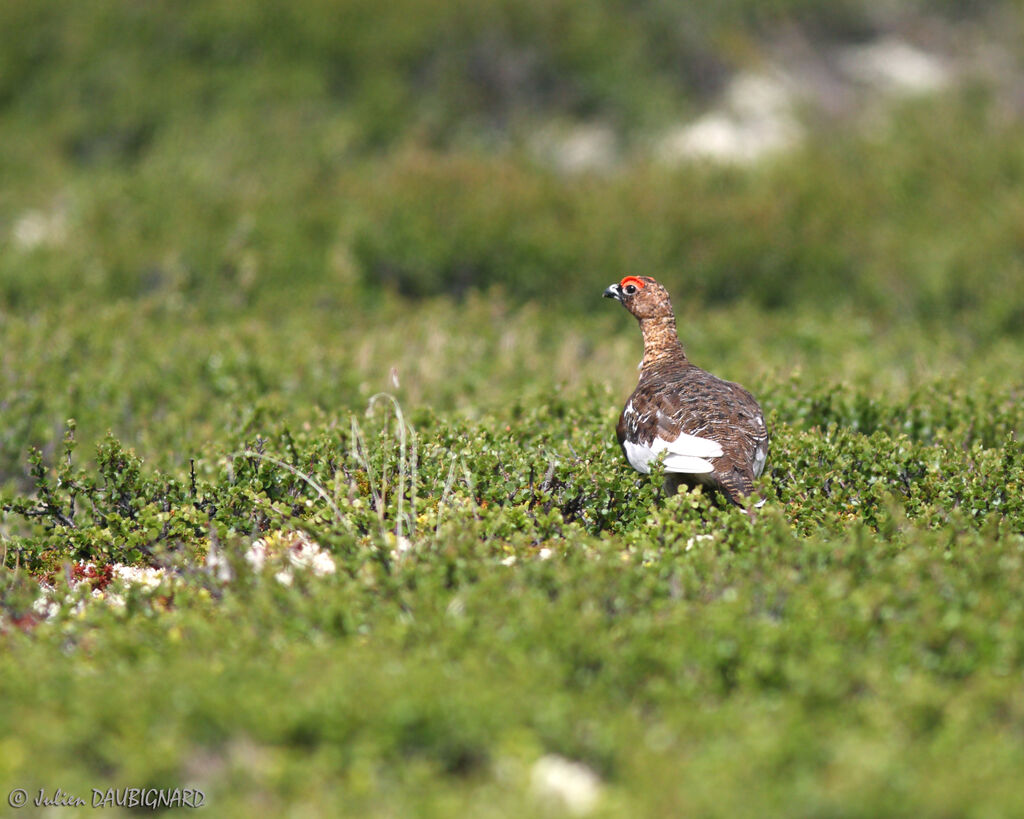 Lagopède des saules mâle, identification