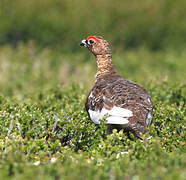 Willow Ptarmigan