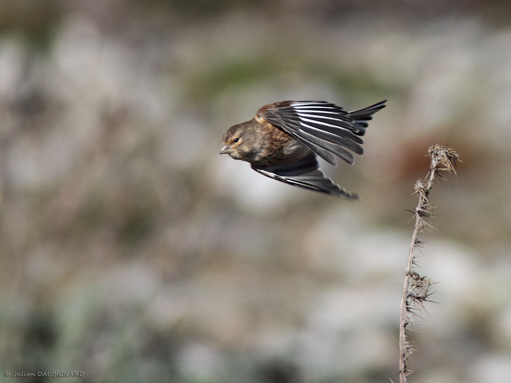 Linotte mélodieuse, Vol