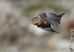 Common Linnet