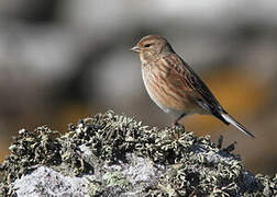 Common Linnet