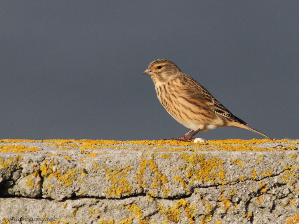 Common Linnet, identification