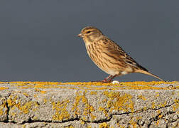 Common Linnet