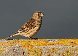 Common Linnet