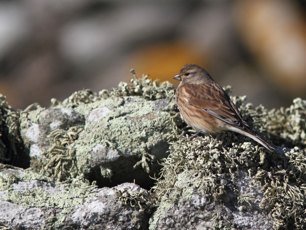 Common Linnet, identification