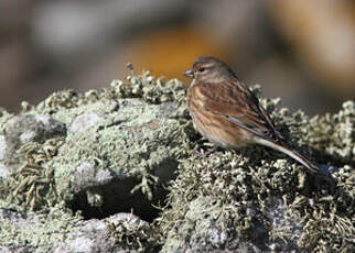 Linotte mélodieuse