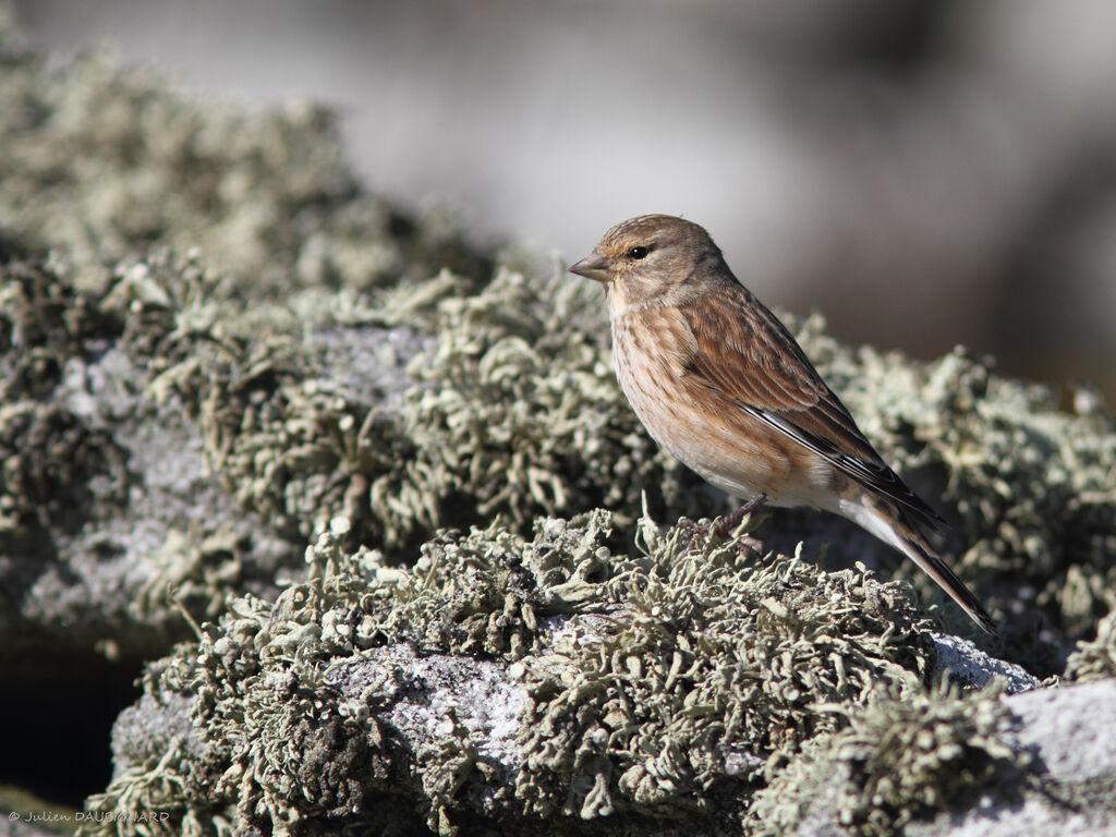 Common Linnet, identification