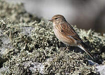 Linotte mélodieuse