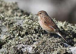 Common Linnet