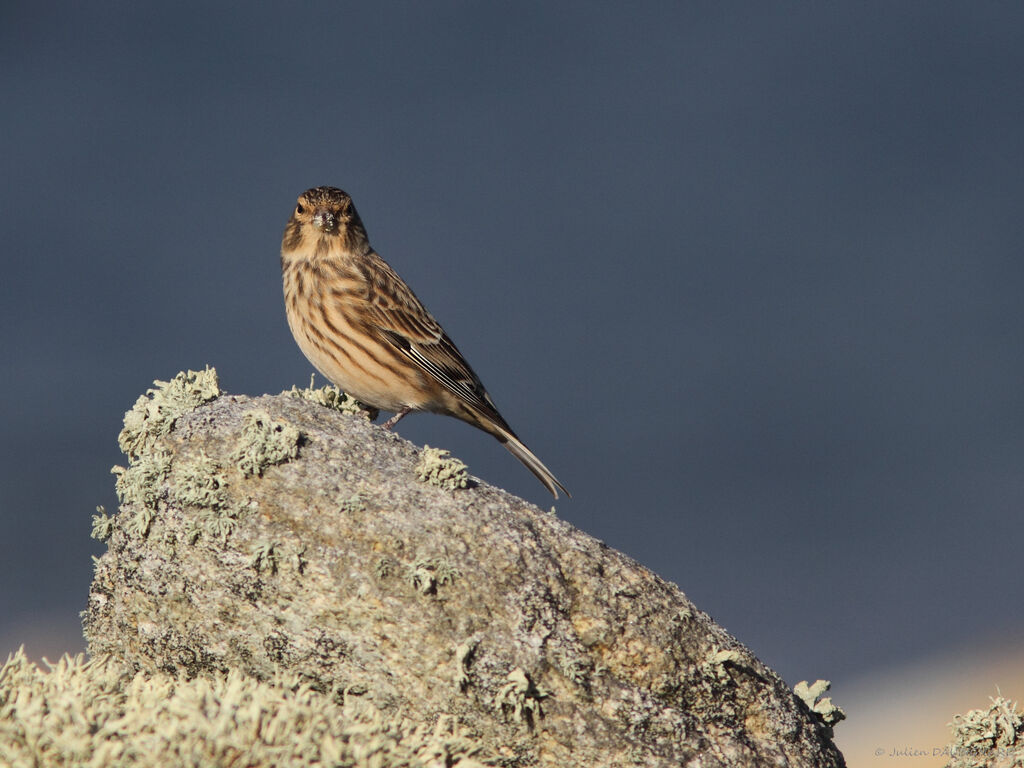 Linotte mélodieuse, identification