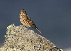 Common Linnet