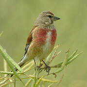 Common Linnet