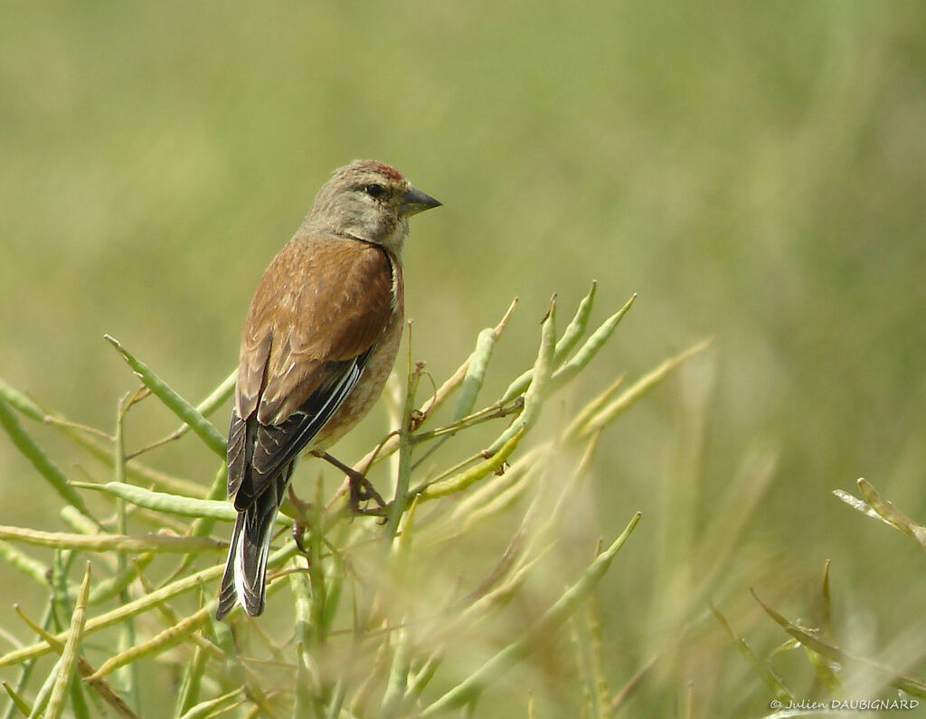 Common Linnet male, identification