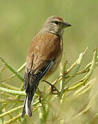 Common Linnet