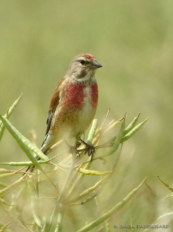 Linotte mélodieuse mâle, identification