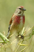 Common Linnet