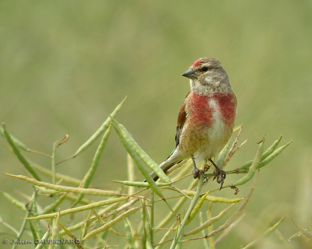 Common Linnet male, identification