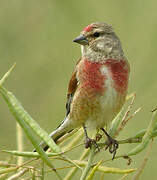 Common Linnet