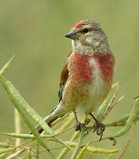 Linotte mélodieuse