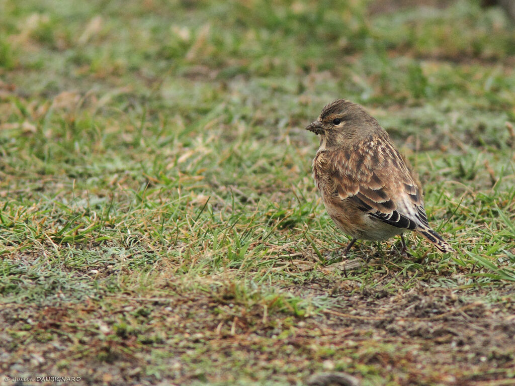 Linotte mélodieuse, identification