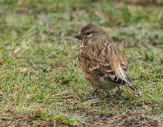 Common Linnet