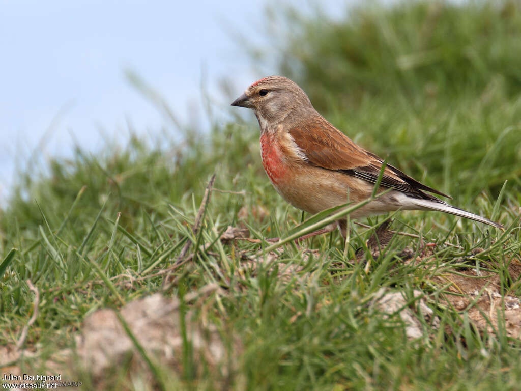 Common Linnet male adult breeding, identification, pigmentation