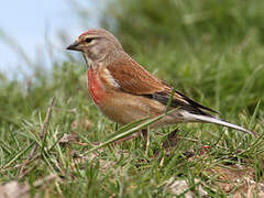 Common Linnet