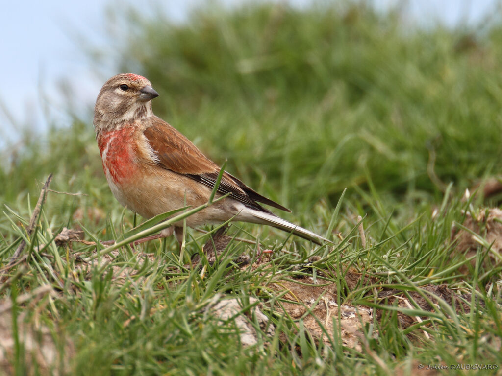 Common Linnet male, identification