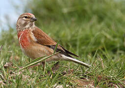 Common Linnet