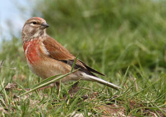 Linotte mélodieuse