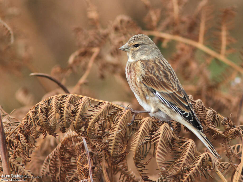 Common Linnetpost breeding, identification