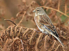 Common Linnet