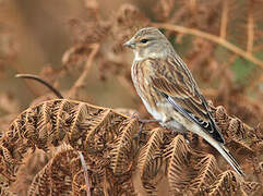 Common Linnet