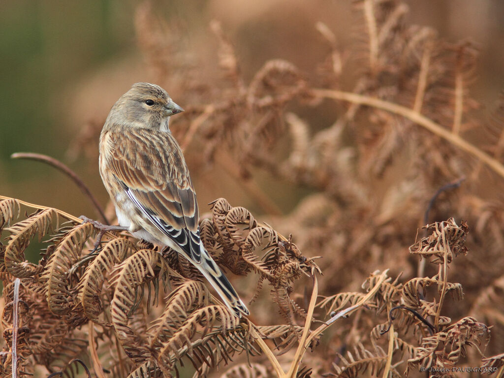 Common Linnet female, identification