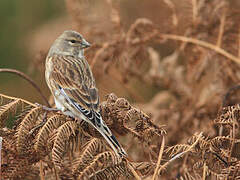 Common Linnet