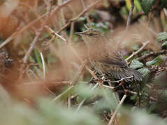 Lanceolated Warbler
