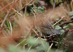 Lanceolated Warbler