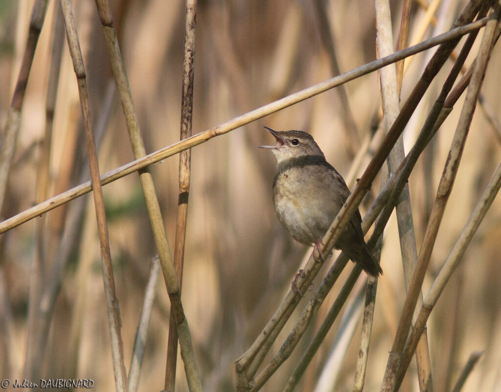 Locustelle tachetée mâle, identification, chant