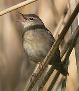 Common Grasshopper Warbler