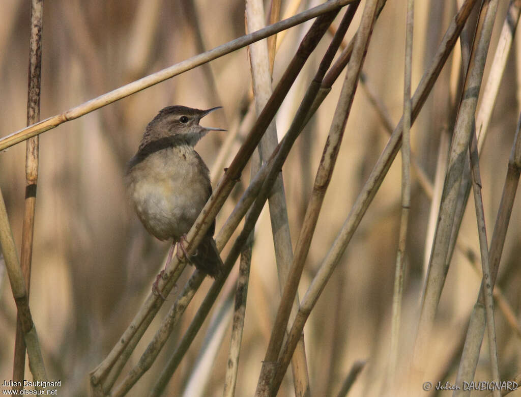 Locustelle tachetée mâle adulte, habitat, camouflage, chant, Comportement