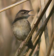 Common Grasshopper Warbler