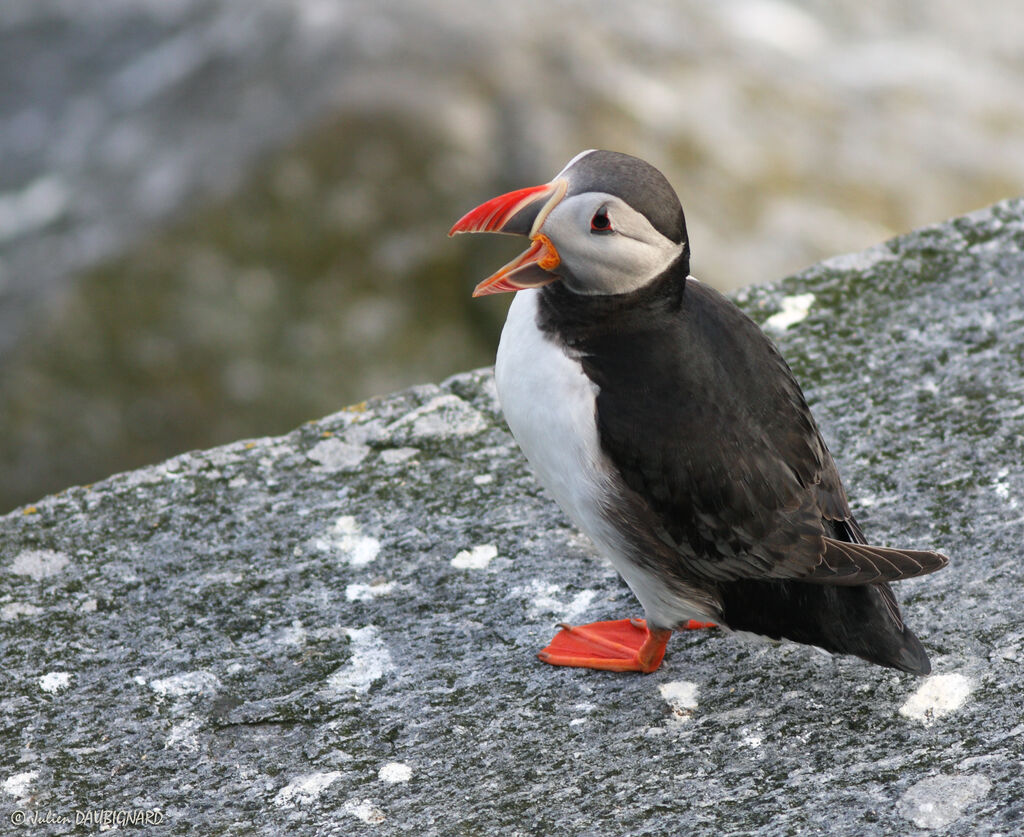 Atlantic Puffin, identification